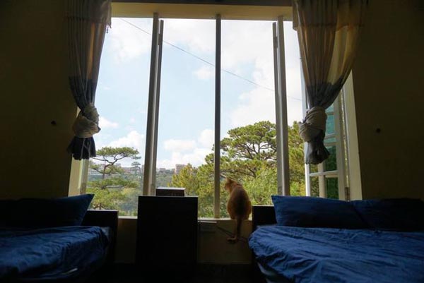 Khám phá 5 homestay mới ở Đà Lạt dịp 2/9