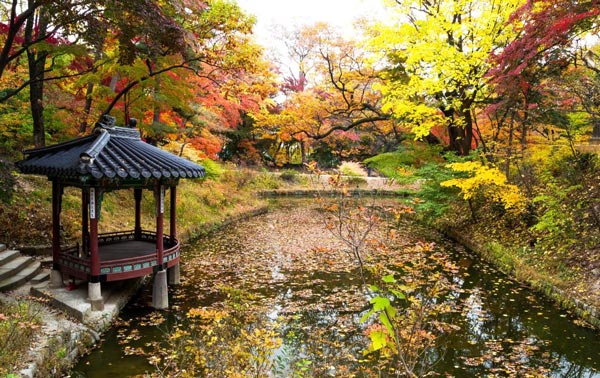 Kinh nghiệm du lịch Hàn Quốc mùa thu đẹp nhất