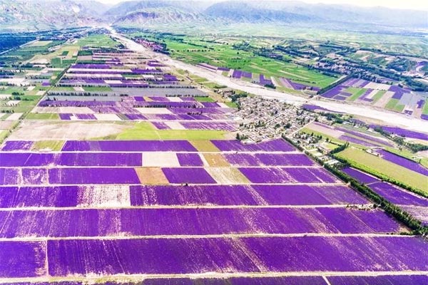 Sắc tím oải hương ở Tân Cương, Trung Quốc
