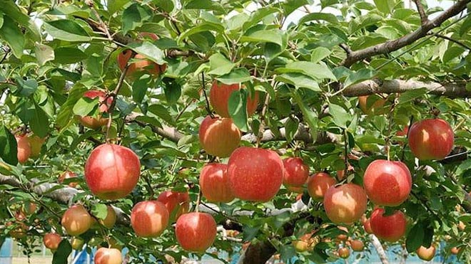 Hái trái cây mùa thu - hoạt động đáng trải nghiệm tại Nhật Bản