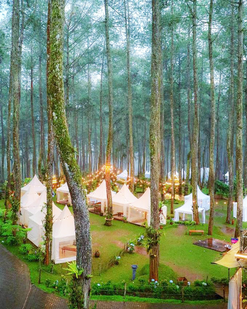 Vườn lan đẹp như cổ tích ở Indonesia