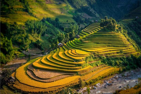 Việt Nam tuyệt đẹp mùa lúa chín