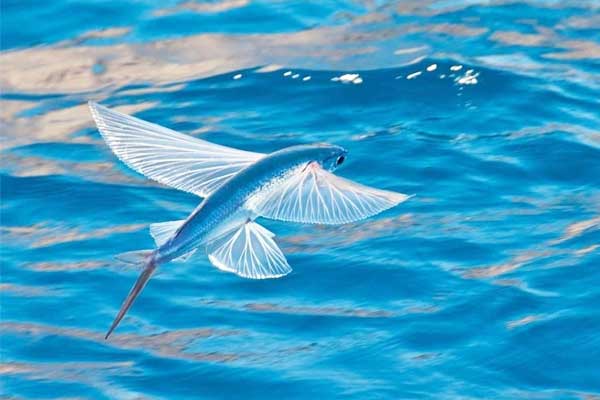 Độc lạ loài cá chuồn biết bay ở biển Đà Nẵng – Quảng Nam