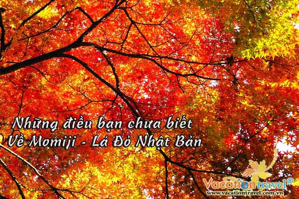Những điều bạn chưa biết về Momiji - lá đỏ Nhật Bản