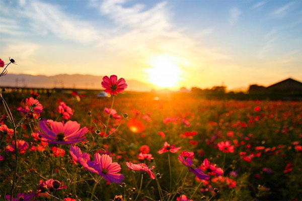 Ngẩn ngơ trước cánh đồng cosmos nở rực ở Nhật Bản
