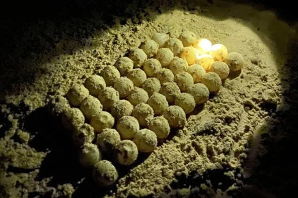 Mùa rùa đẻ trứng ở Côn Đảo