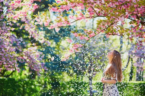 BỎ TÚI NGAY 5 LỜI KHUYÊN DU LỊCH MÙA HOA ANH ĐÀO NĂM NAY