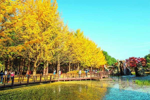 Kinh nghiệm du lịch Hàn Quốc mùa thu đẹp nhất