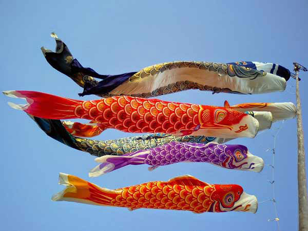 Cờ cá Koi – Biểu tượng truyền thống đặc sắc Nhật Bản