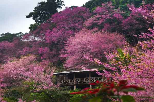 Bật mí 2 điểm ngắm hoa anh đào nở rộ ở Chiang Mai