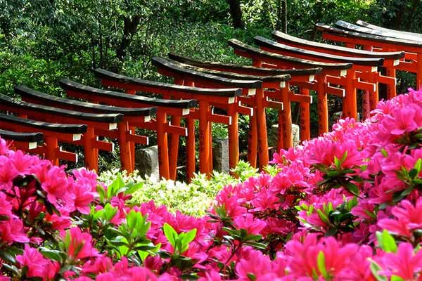 Đỗ quyên trải thảm hoa rực rỡ khắp Nhật Bản