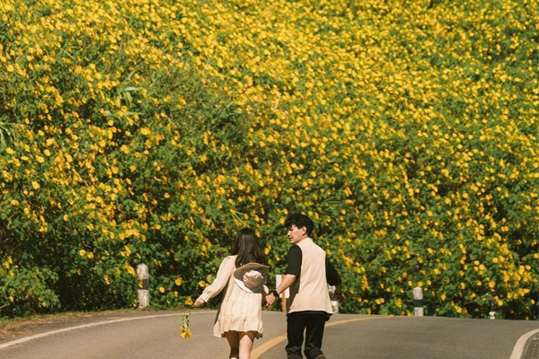 Cung đường hoa dã quỳ nhuộm vàng Mae Hong Son, Thái Lan