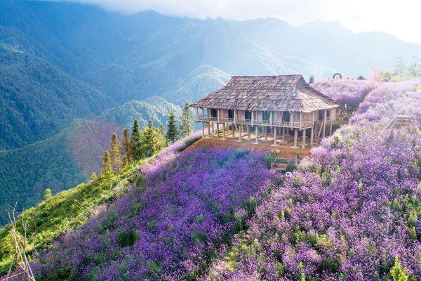 Xiêu lòng với đồi hoa tím mộng mơ ở Sapa