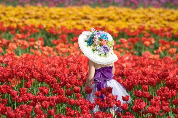 Rực rỡ Lễ hội Hoa Tulip Hà Lan Tháng 3 hàng năm