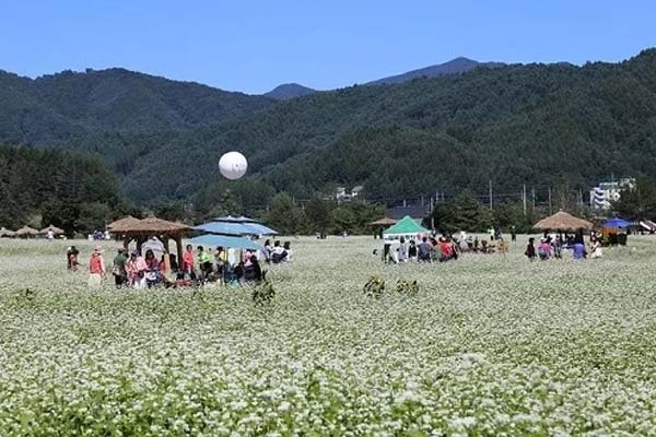 Lễ hội hoa kiều mạch hút khách ở Hàn Quốc