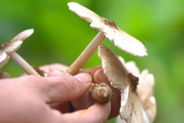 Săn 'lộc trời': Vào mùa săn nấm mối