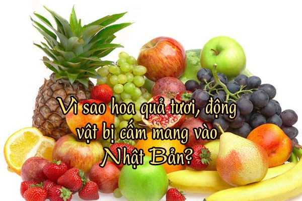 Vì sao hoa quả tươi, động vật bị cấm mang vào Nhật Bản?
