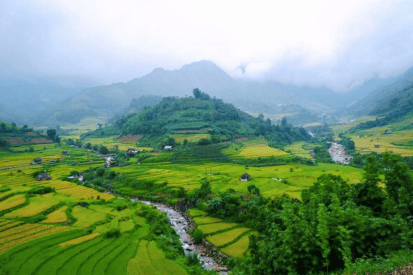 Kinh nghiệm du lịch Nậm Cang mùa lúa chín 2026 đẹp như tranh