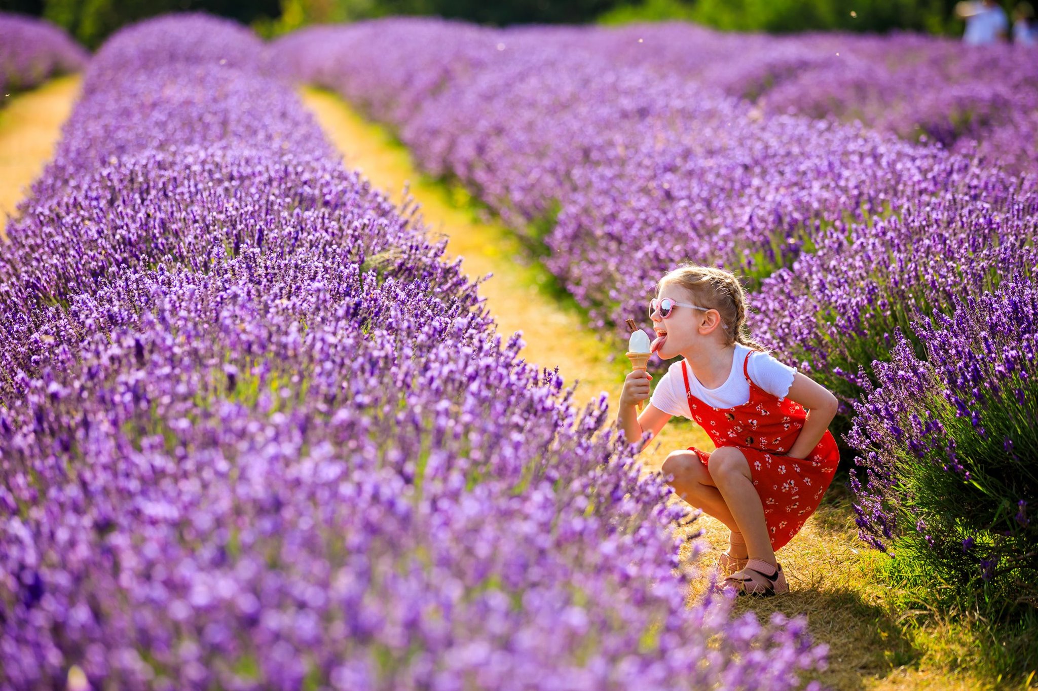 ĐẮM MÌNH GIỮA CÁNH ĐỒNG HOA MAYFIELD LAVENDER  Ở ANH QUỐC