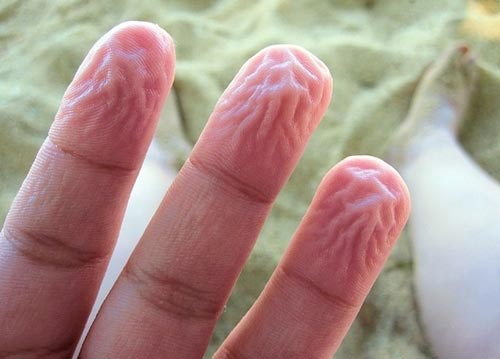 Khai mạc lễ hội hoa đỗ quyên lớn nhất tại miền Bắc Hàn Quốc