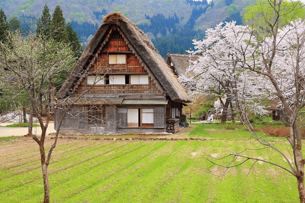 Tour Nhật Bản Mùa Hoa Anh Đào 6N5Đ | Shirakawago – Fuji – Tokyo | Vietnam Airlines 2026