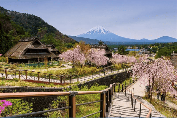 Tour Nhật Bản Mùa Hoa Anh Đào 5N4Đ | Shizuoka – Fuji – Tokyo | Vietnam Airlines 2026