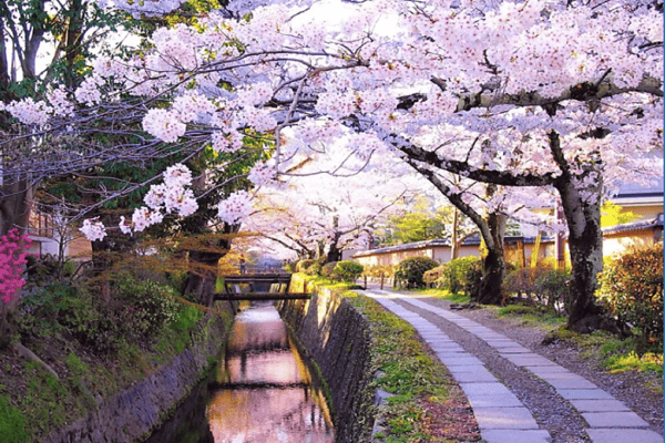 Tour Nhật Bản Mùa Hoa Anh Đào 6N5Đ | Kobe – Osaka – Tokyo