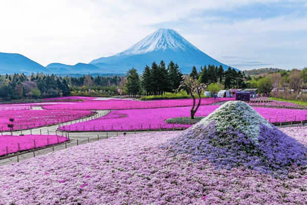 Du Lịch Nhật Bản Mùa Hè 5N5Đ | Osaka – Kyoto – Nagoya – Tokyo