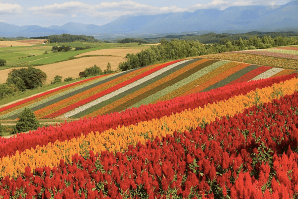 Tour Hokkaido 6N6Đ Mùa Hè: Noboribetsu – Sapporo – Asahikawa | Bay Japan Airlines 5*