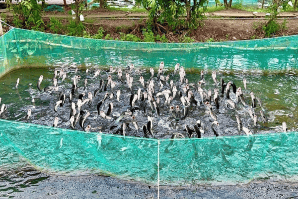 TOUR MỸ THO – CẦN THƠ – CỒN SƠN  VƯỜN TRÁI CÂY - 2N1Đ