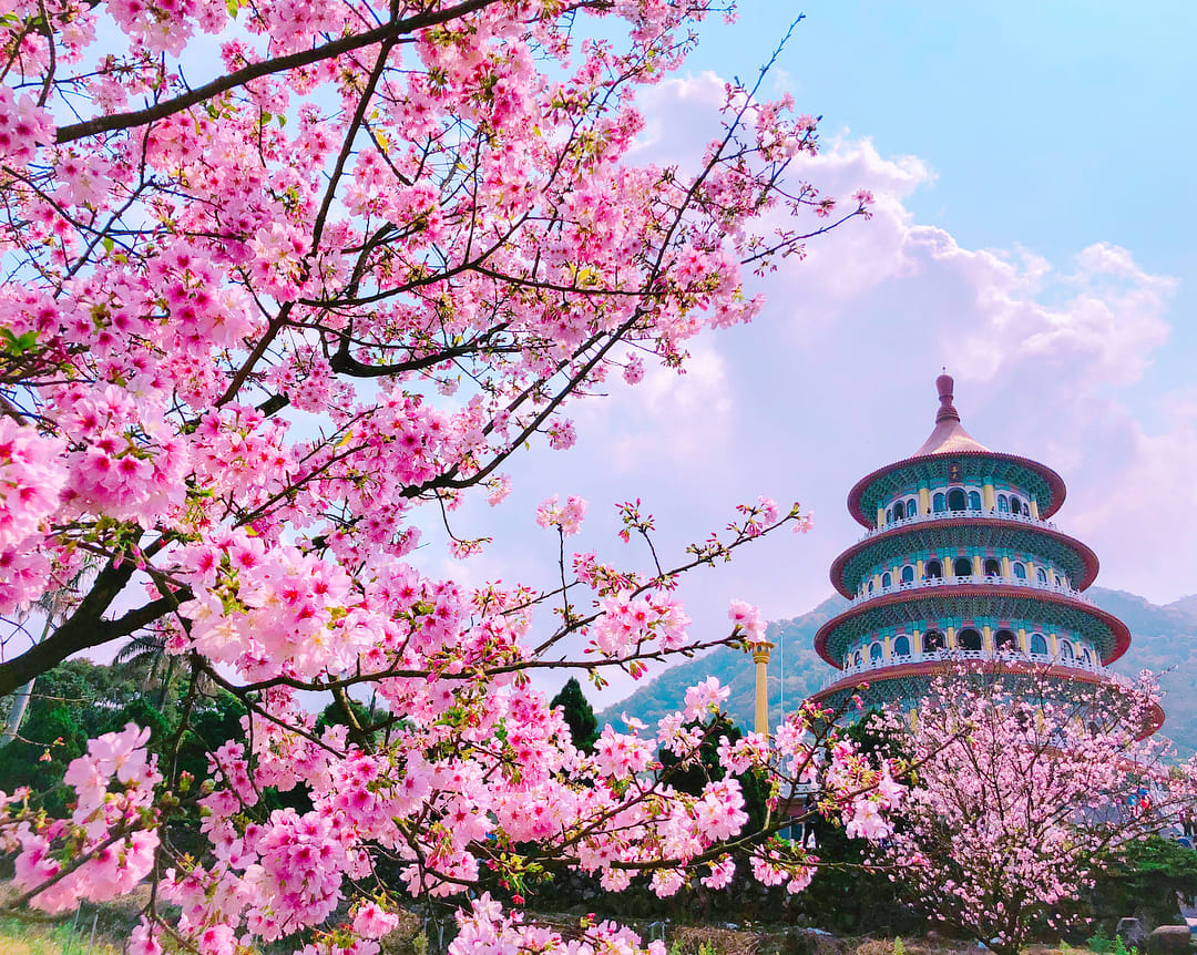 mùa hoa anh đào Đài Loan