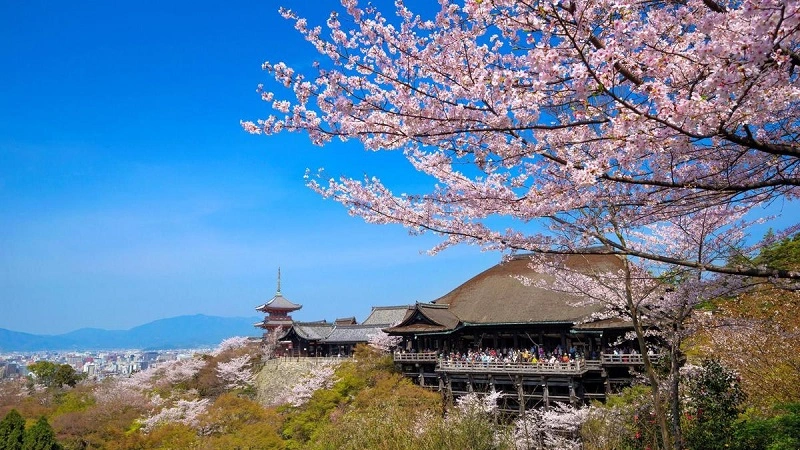chùa Kiyomizu dera mùa hoa anh đào