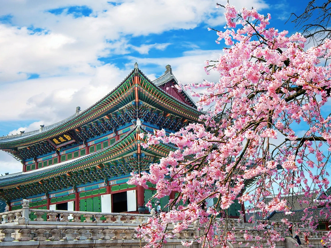 Cung điện Seoul mùa hoa anh đào